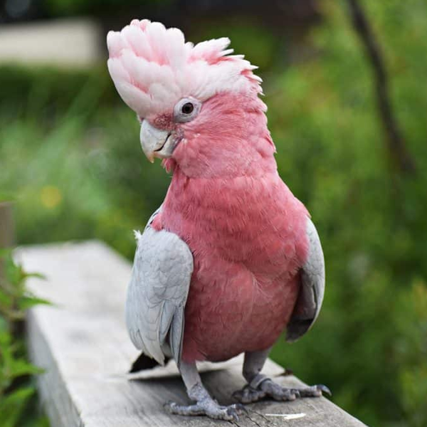 Cockatoo logo