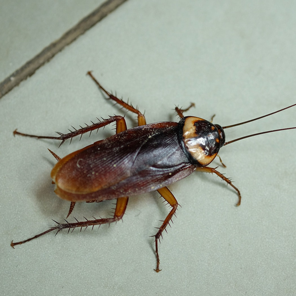 Cockroach logo