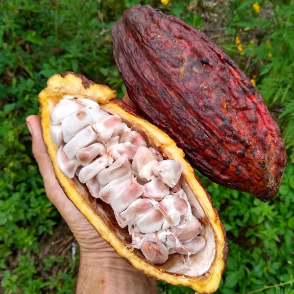 Cocoa bean