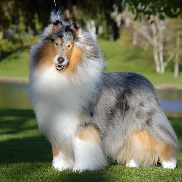 Collie