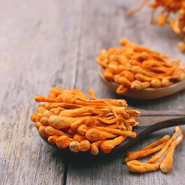 Cordyceps logo