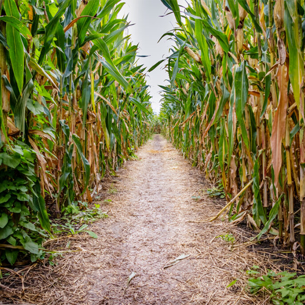 Corn maze logo