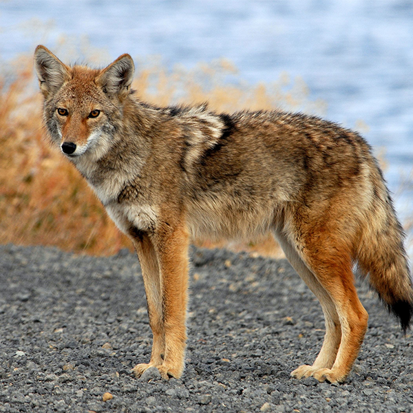 Coyote logo