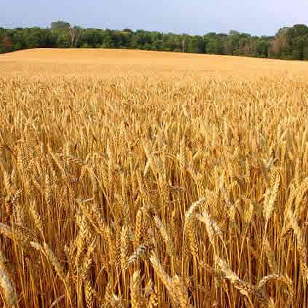 Crop yield logo