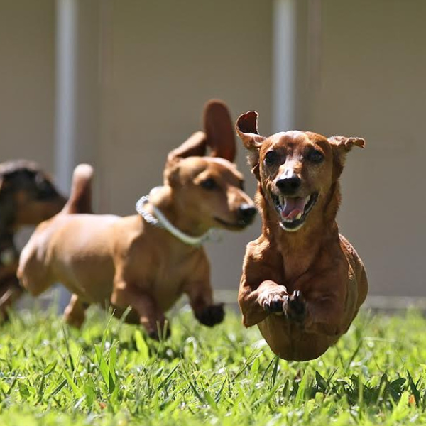Dachshund racing logo