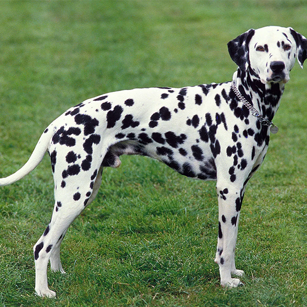 Dalmatian (dog) logo
