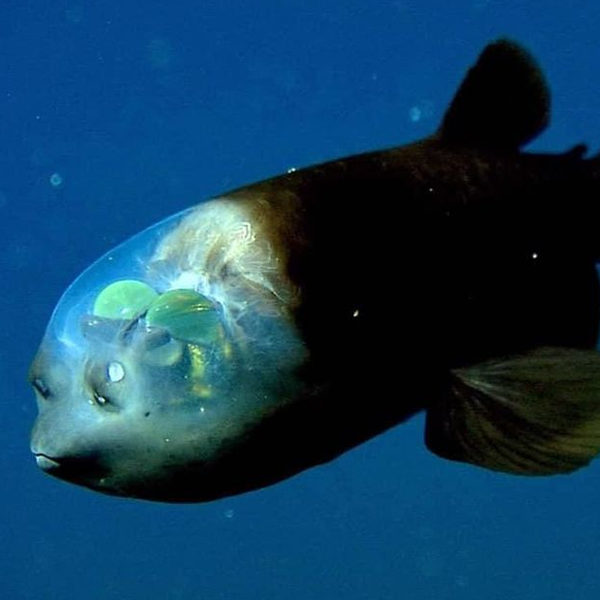 Deep sea fish