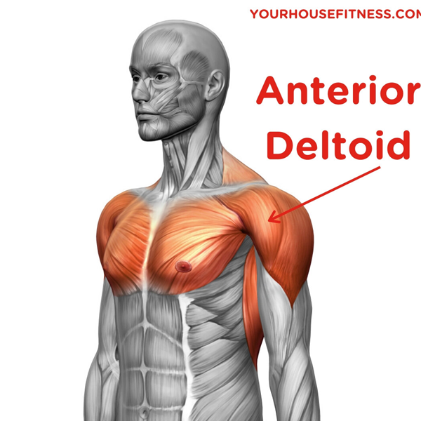 Deltoid muscle logo