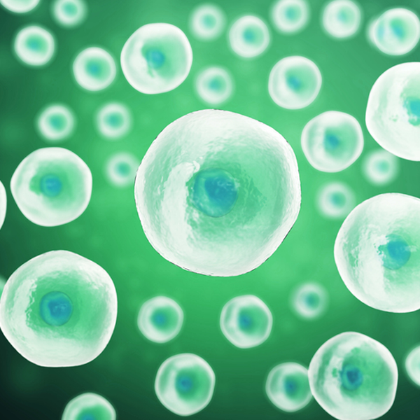 Developmental biology logo