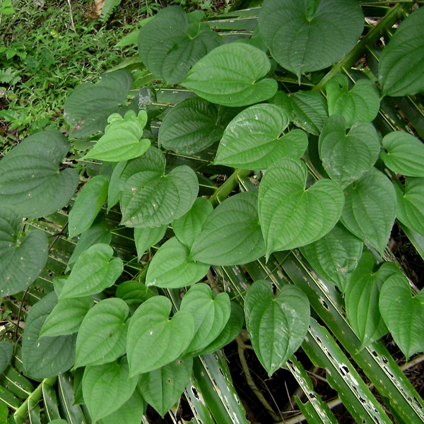 Dioscorea alata