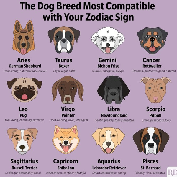 Dog type logo