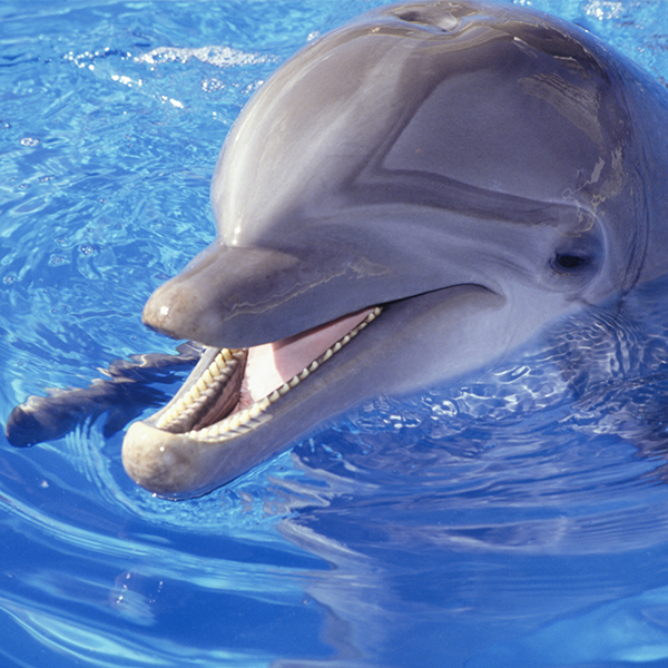 Dolphin logo