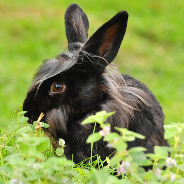 Domestic rabbit logo