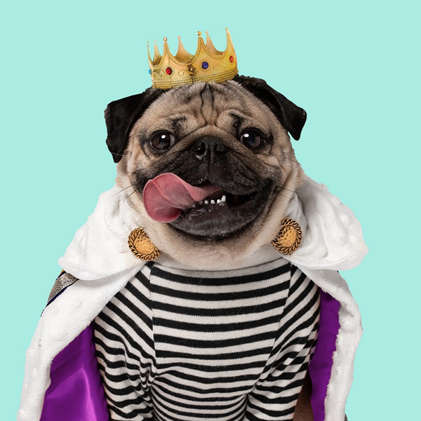 Doug the Pug