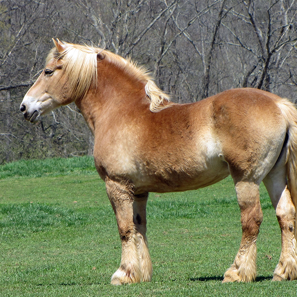 Draft horse logo