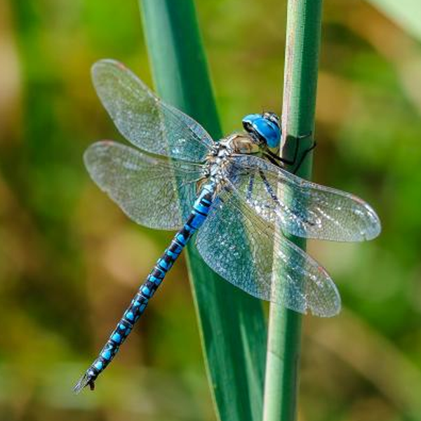 Dragonfly logo