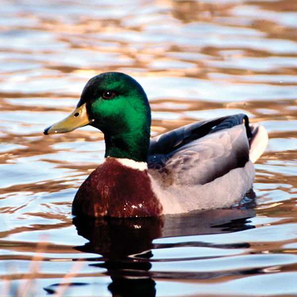 Duck logo