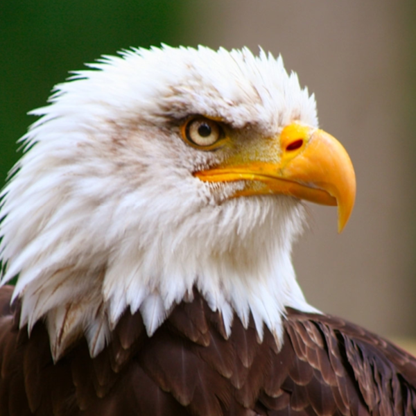 Eagle logo