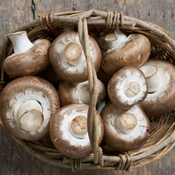 Edible mushroom