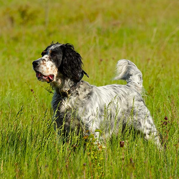 English Setter
