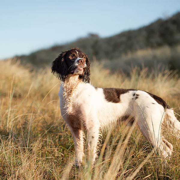 English Springer Spaniel