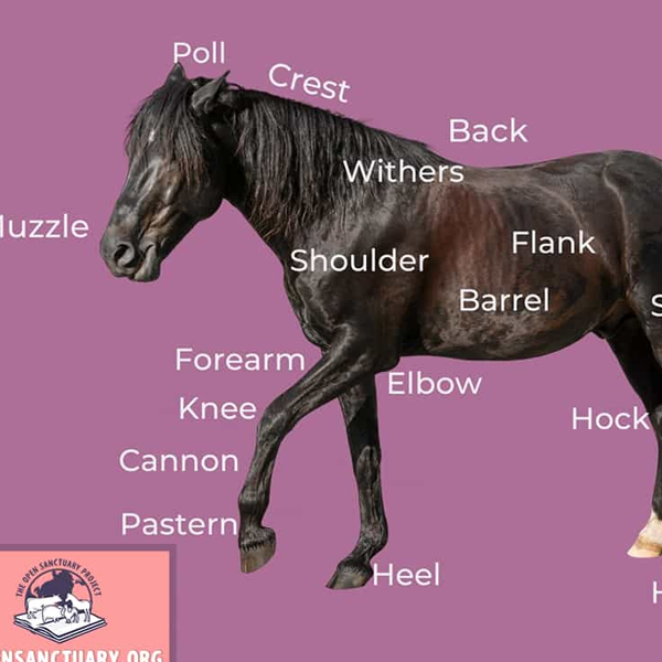 Equine anatomy logo