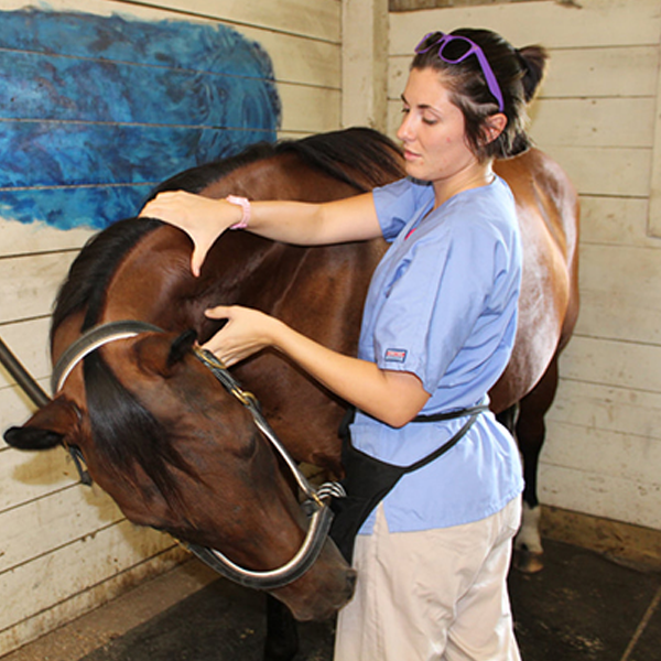 Equine massage logo