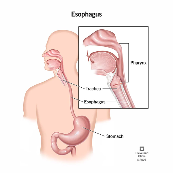Esophagus logo