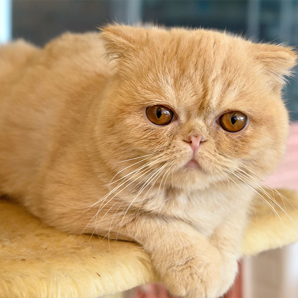 Exotic Shorthair logo