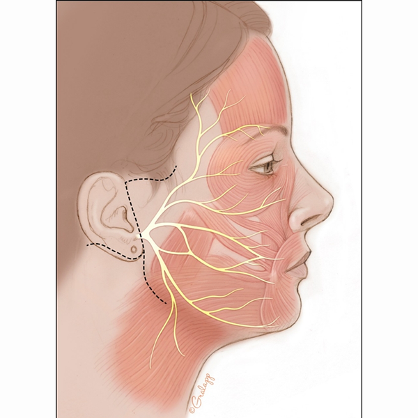 Facial nerve logo