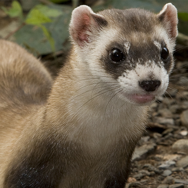 Ferret logo