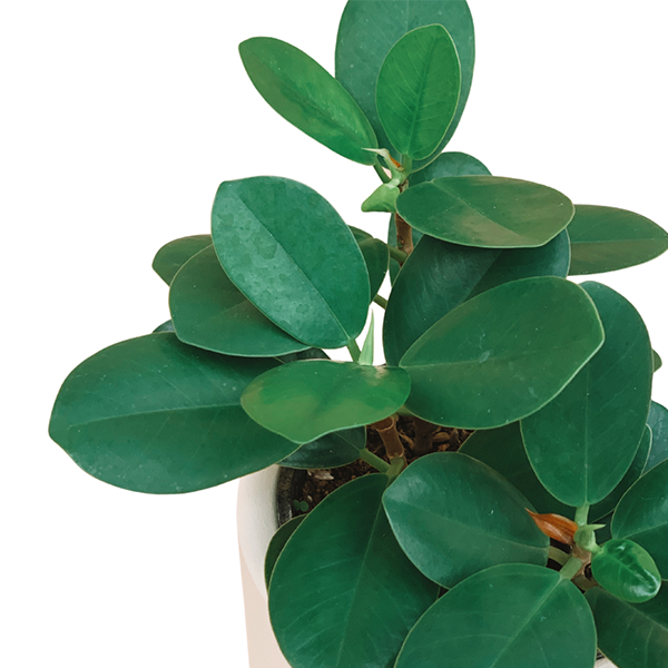 Ficus logo
