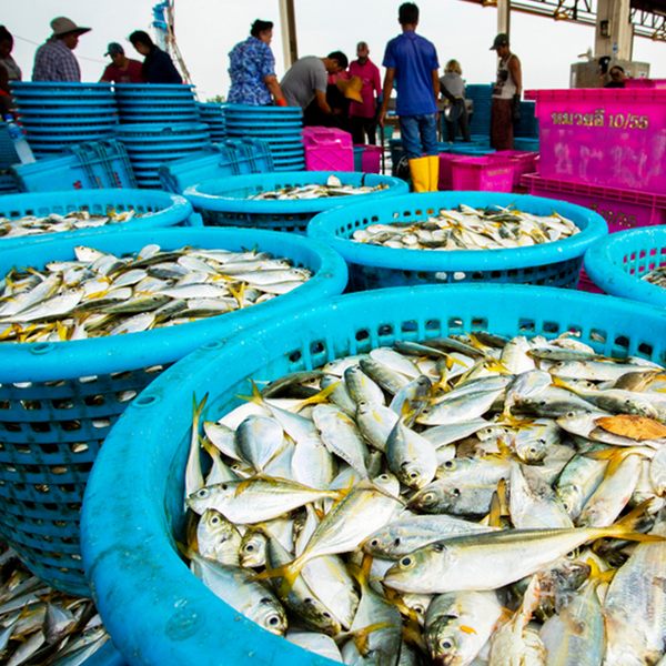 Fishing industry logo