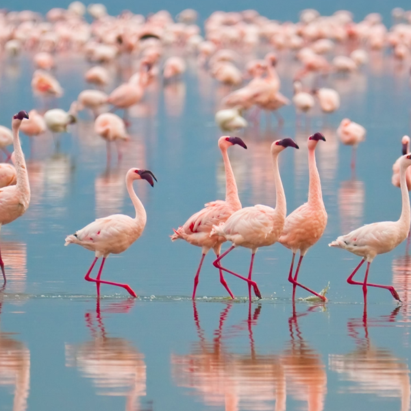 Flamingo