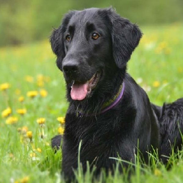 Flat-Coated Retriever logo