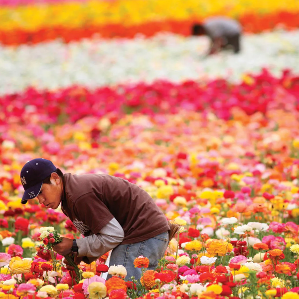 Floriculture logo