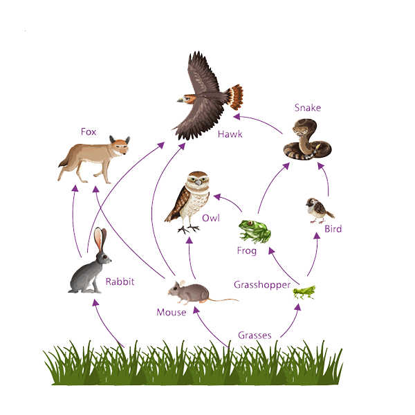 Food chain logo