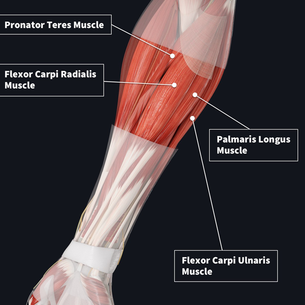 Forearm logo