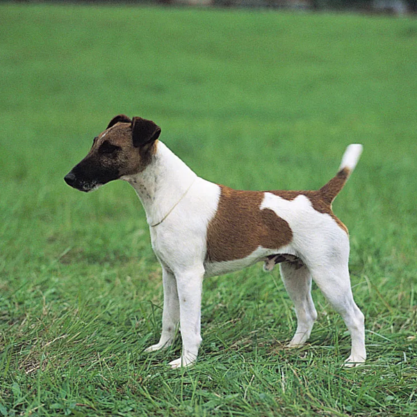 Fox Terrier