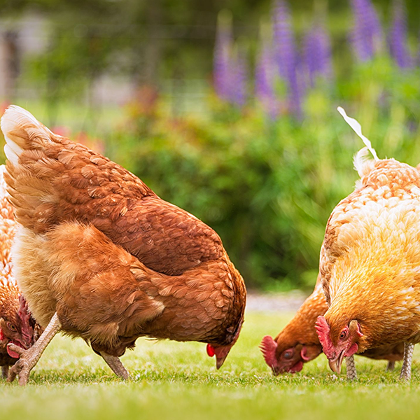 Free-range eggs logo