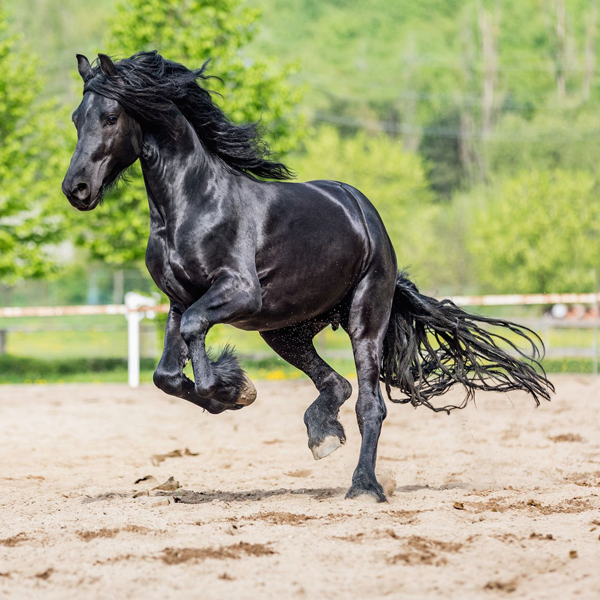 Friesian horse logo