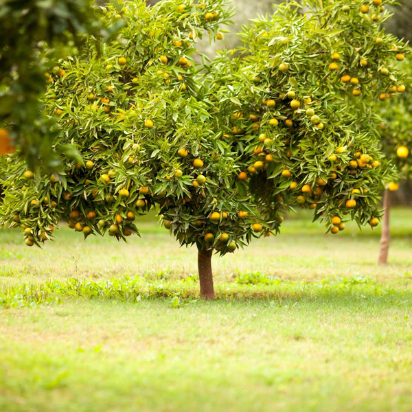 Fruit tree logo