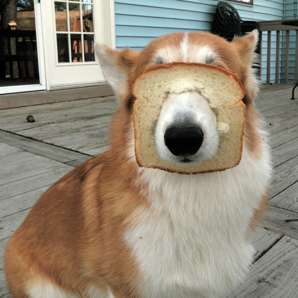 Funny Pets