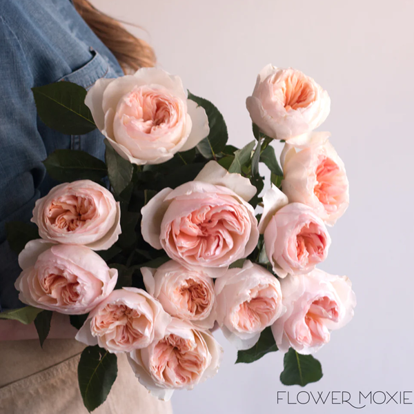 Garden roses logo
