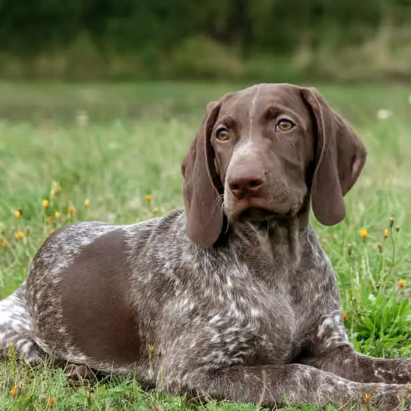 German Shorthaired Pointer