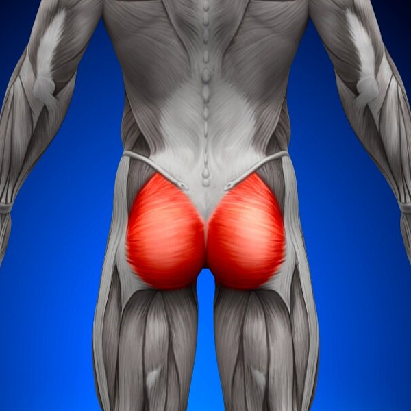 Gluteus maximus muscle logo