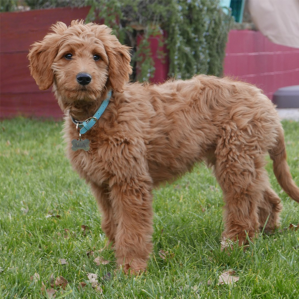Goldendoodle logo