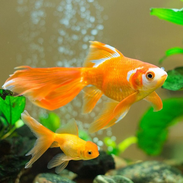 Goldfish logo