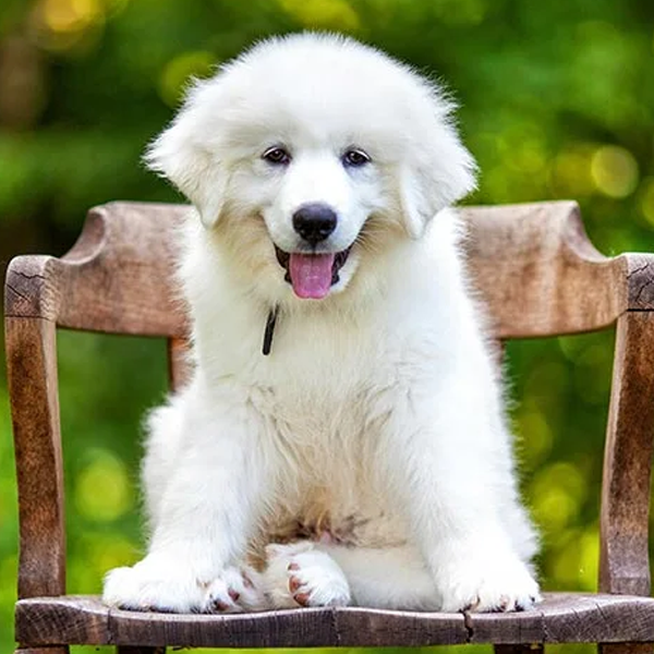 Great Pyrenees