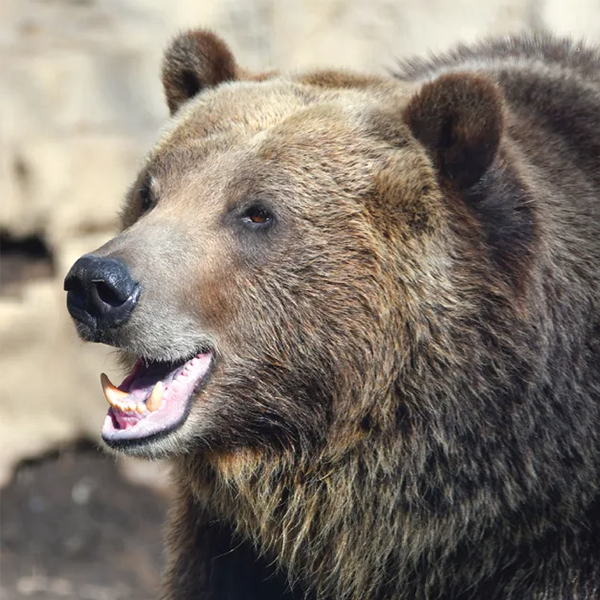 Grizzly bear logo